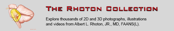 The Rhotton Collection Banner